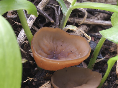 海葵杯(Dumontina tuberosa) -不能食用
