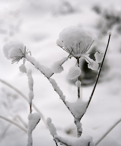 小溪边的雪草