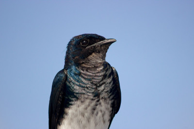 河豚(Tachycineta albiventer)