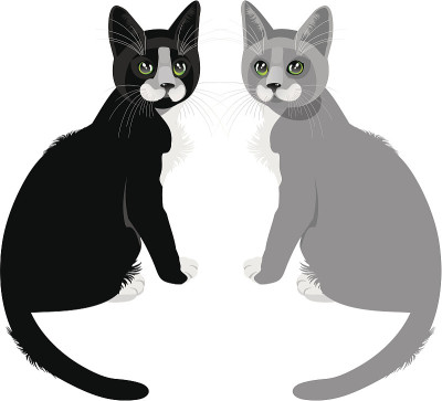 两只猫