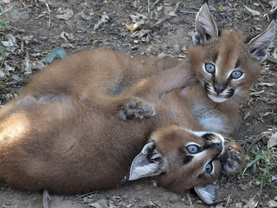 Caracals