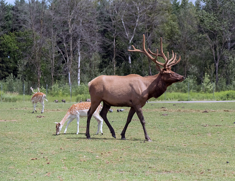 Barasingha Rucervus Duvaucelii或沼泽鹿汉密尔顿狩猎，安大略省，加拿大