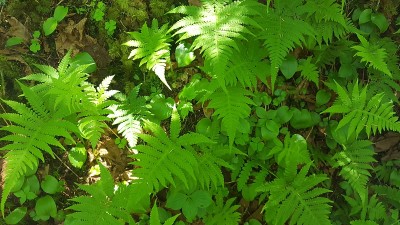 劳伦植被(Photo1)