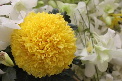 花节
