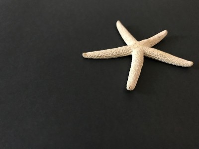 一张带有白色海星的明信片的背景