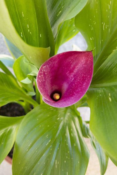粉色Spathiphyllum盛开