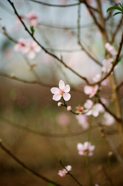 桃花