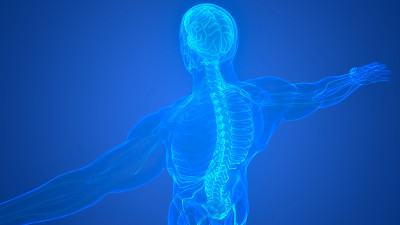 人体神经系统中枢器官脑解剖学