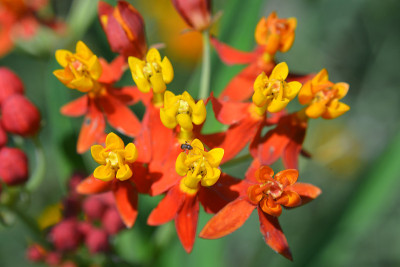 花