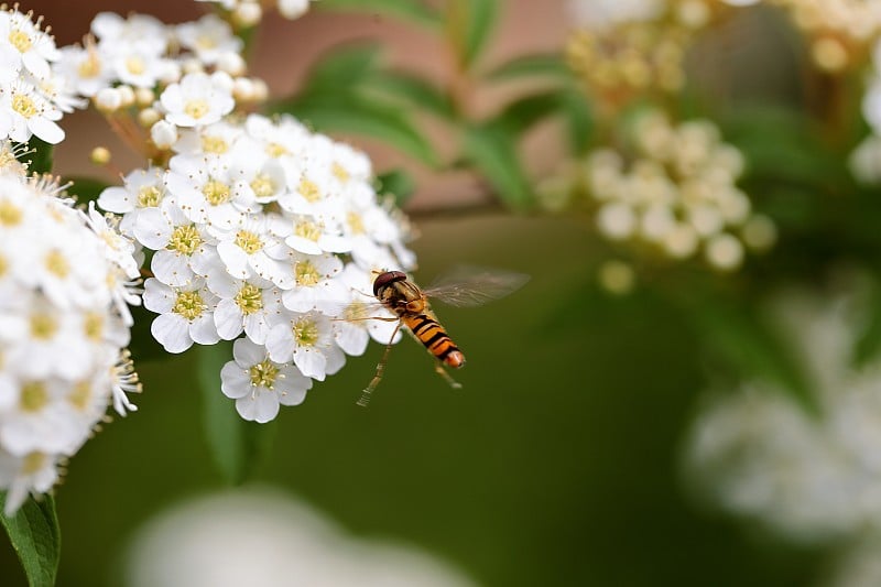 Reeves spirea