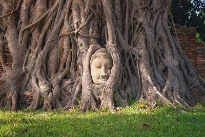 佛陀在悦榕庄头和脸的根在窟Mahathat或窟马哈寺庙在大城府,泰国曼谷市。泰国著名的旅游景点。世界