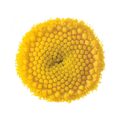 常见艾菊