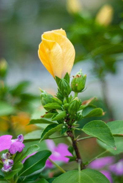 蕨麻黄色花