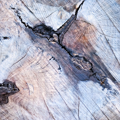 木材的结构