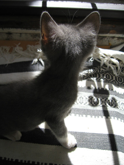 小猫咪