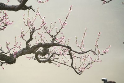 日本杏树和花