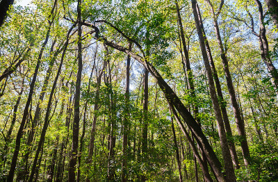 Congaree国家公园