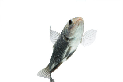 尼罗河Oreochromis niloticus，新鲜的生鱼孤立在白色背景和剪切路径
