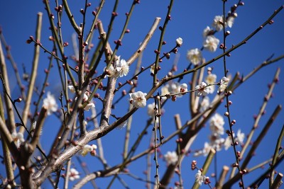 日本的梅花。