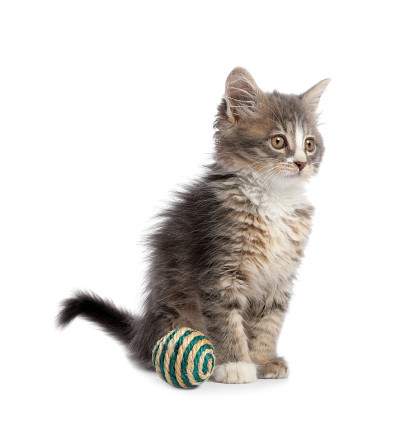 可爱的小猫与球在白色的背景。宠物玩具