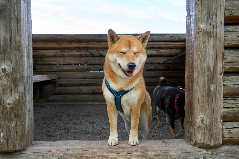 芝麻柴犬向木屋外张望