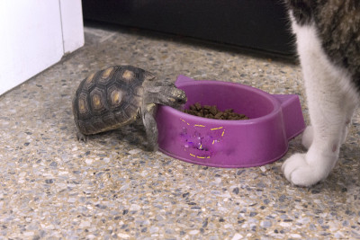 龟宝宝偷猫食
