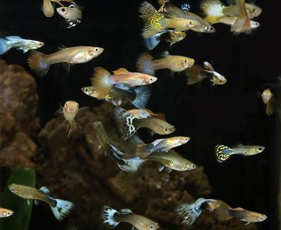 孔雀鱼，网纹鱼，水族鱼类