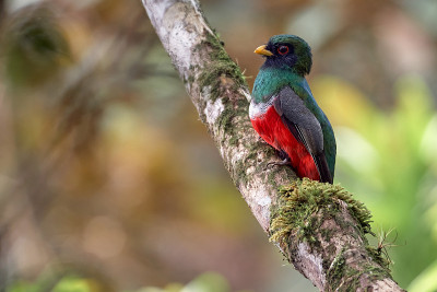 Trogon personatus -带面具的Trogon。一只奇异的红绿相间的鸟栖息在树枝上