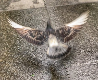 鸽子在飞行中