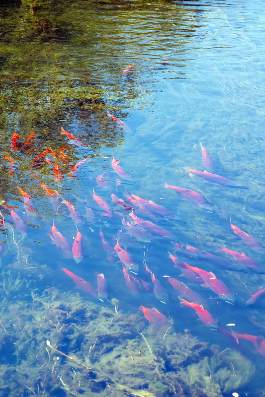 红鲑-科科尼(Oncorhynchus nerka)在繁殖羽毛