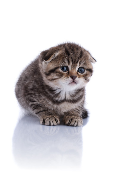 小猫