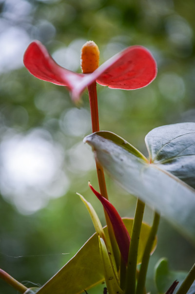 红掌花特写