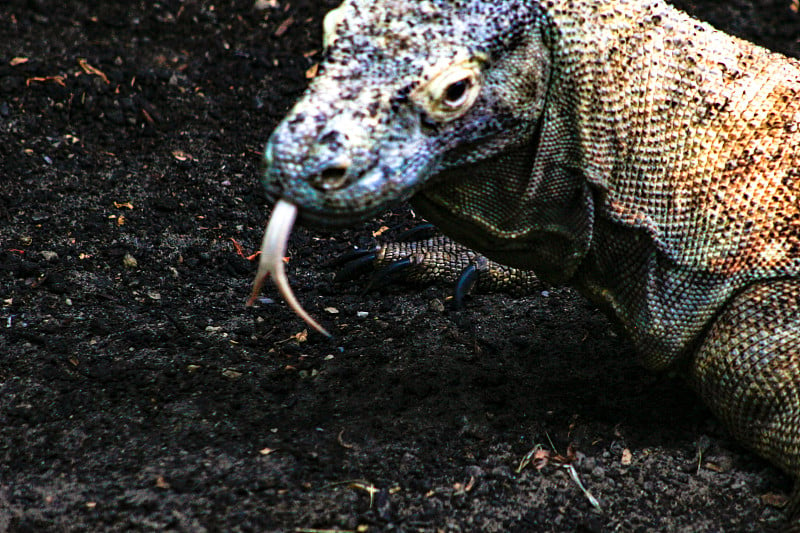 在科莫多岛的护林员站附近，一只野生的科莫多巨蜥(varanus komodoensis)把头靠在一块