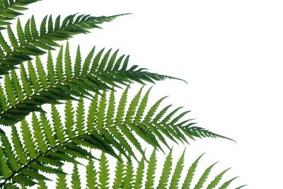 热带蕨类叶子在白色孤立的背景为绿色树叶背景和复制空间