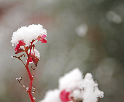 花白色的雪覆盖在寒冷的冬天的花园里
