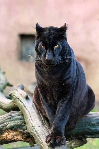 大黑猫
