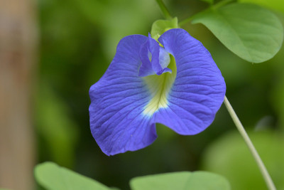 蝴蝶豌豆花