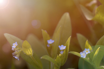夕阳下的花勿忘我