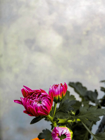 美丽的花