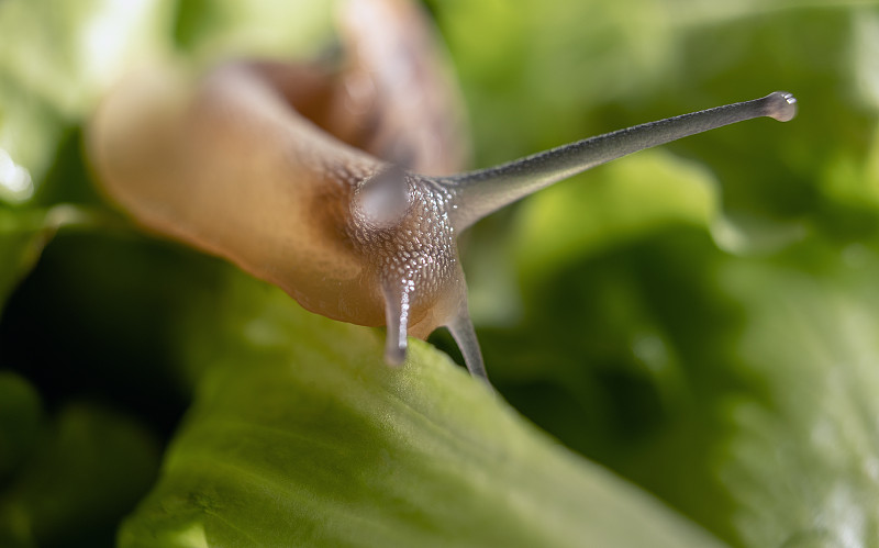 蜗牛