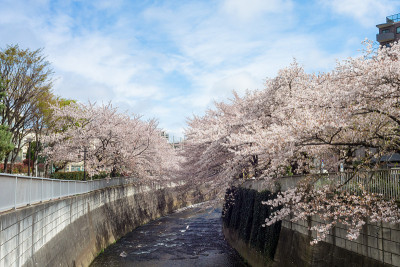 春神田河，日本东京