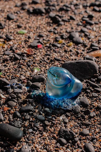 Portuguese Man o' War (Physalia physalis)