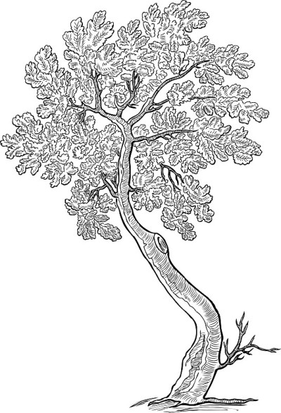 一棵装饰小橡树的草图。