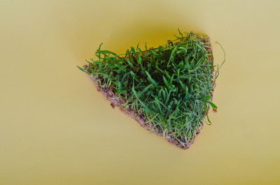 发芽小麦。给猫新鲜的绿草