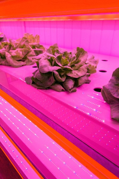 在水产养殖与水培相结合的水培系统中，特殊的LED灯照射生菜，在室内人工照明下在水中种植植物