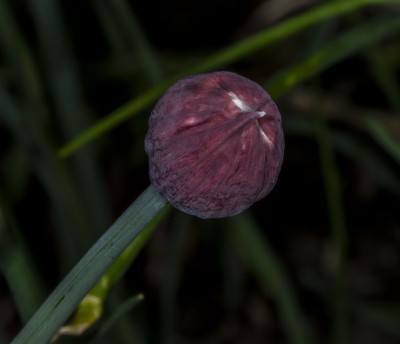 野生洋葱发芽。