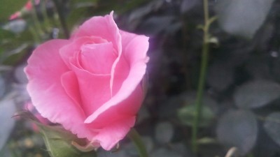 背景/壁纸:粉色玫瑰花