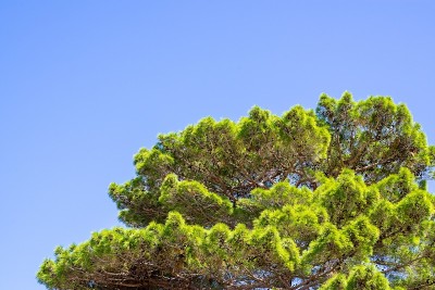 松树的绿色克朗