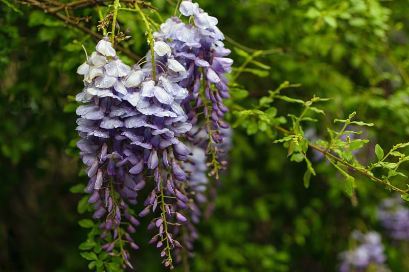 紫藤开花