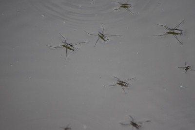 水步
